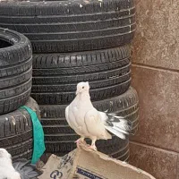 کبوتر|پرنده|سیرجان, |دیوار