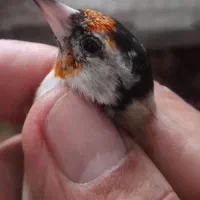 سهره های چارگل منطقه کردستان|پرنده|مشهد, رده|دیوار