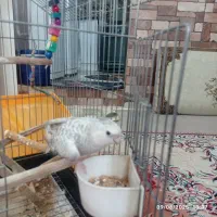 جفت طوطی عروس مولد