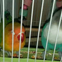 طوطی برزیلی مولد