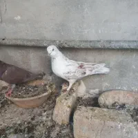 کفتر|پرنده|صفادشت, |دیوار