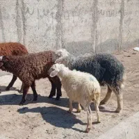 ۴تا بره افشاری مخصوص عید قربان قیمت مناسب