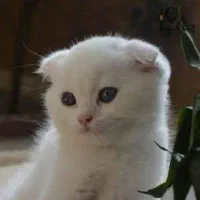 اسکاتیش|گربه|بندرعباس, |دیوار