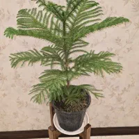 فروش انواع گل آپارتمانی(خانگی) قیمت مناسب|گل و گیاه طبیعی|اصفهان, خرم|دیوار