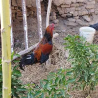 خروس|حیوانات مزرعه|نیشابور, فرخ آباد|دیوار