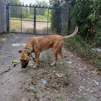 سگ سرابی نر و ماده نژاد دار