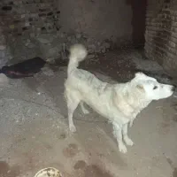 واگذاری سگ نگهبان