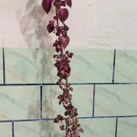 گل وگیاه|گل و گیاه طبیعی|ششده و قره بلاغ, |دیوار