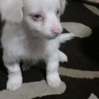 پاپی بازیگوش