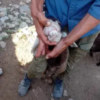 ۱راس گوسفند افشاری جنس|حیوانات مزرعه|آق قلا, |دیوار