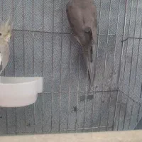 عروس هلندی سینامون