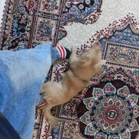 واگزاری سگ پامر اشپیتز|سگ|شاهدشهر, |دیوار