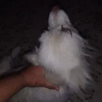 واگذاری سگ تریر فوری|سگ|یزد, |دیوار