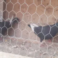 کفتر|پرنده|کرمان, |دیوار