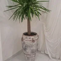 درختچه طبیعی وگلدان