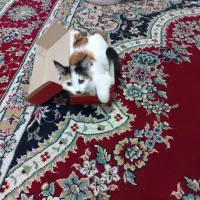 واگذاری گربه خانگی|گربه|یزد, |دیوار