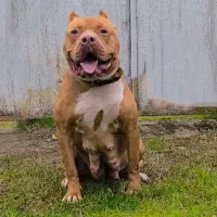 امریکن بولی XXL پیتبول پیت بول ایکس ال