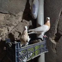 طوقی،طوق هفترنگ