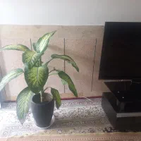 اجازه-خانه