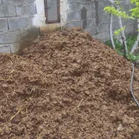 کود حیوانی گاوی بدون آهک سالم