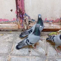 کبوتر طوقی ونامه بر|پرنده|کرمانشاه, |دیوار