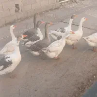 غاز فروشی|حیوانات مزرعه|آزادشهر, |دیوار