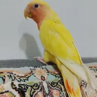 کوتوله دستی فروش و معاوضه