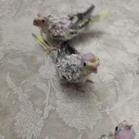 جوجه عروس هلندی گلباقالی|پرنده|کرج, مصباح|دیوار