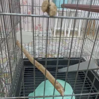 قفس|لوازم جانبی حیوانات|رباط‌کریم, مسکن مهر آبشناسان|دیوار