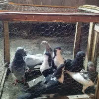 آلمانی یهودی رنگه