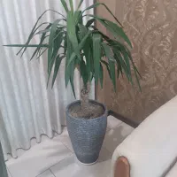 گل یو کا تنه دار