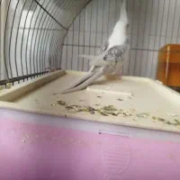 عروس هلندی نر و ماده