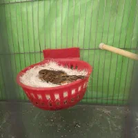 قناری سوخته سرخ