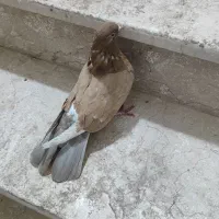 کبوتر|پرنده|شاهین‌شهر, پارک بانک استان|دیوار