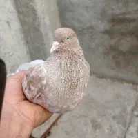 کله ای گلوپی ذات برنجی