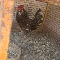 مرغ کپ با خروس گلین