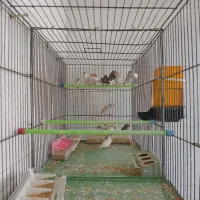 فنچ ‌نر‌ماده