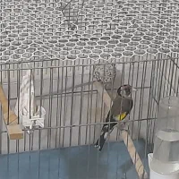 سهره نر سرمایی|پرنده|ارومیه, |دیوار