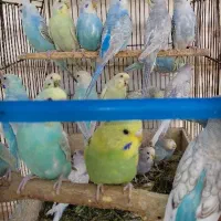 انواع مرغ عشق