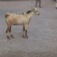 فروشی ۱۲ میلیون