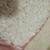 برنج فجر سوزنی