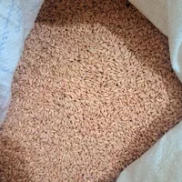 بذر گندم دیمی بوجاری شده|خدمات باغبانی و درختکاری|میاندوآب, |دیوار