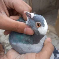 کبوتر مینا سبز پلاکی دم کوتاه