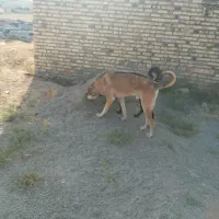 سگ سرابی|سگ|ایجرود, |دیوار