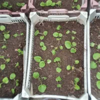 گل سینوره(گل عید)سبدی و شیتل|گل و گیاه طبیعی|لیسار, |دیوار