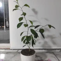 درختچه پرتقال سه ساله|گل و گیاه طبیعی|تهران, شهرک آزادی|دیوار