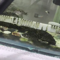 لجن خوار بزرگ به کارم نمیاد 18تا 20سانت کالر4