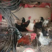 مرغ و خروس لاری محلی