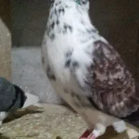 تعدادی کبوتر پرشی بهشرط زرندیه|پرنده|زرندیه, |دیوار