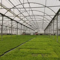 گلخانه ی فول امکانات فروش فوری زیر قیمت منطقه